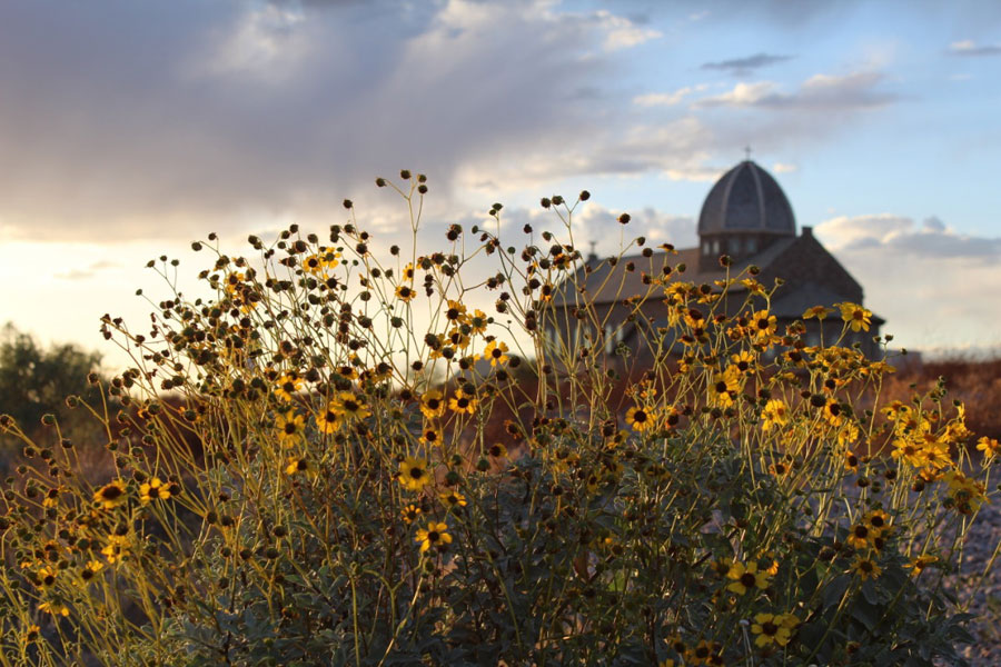 solitudeflowers