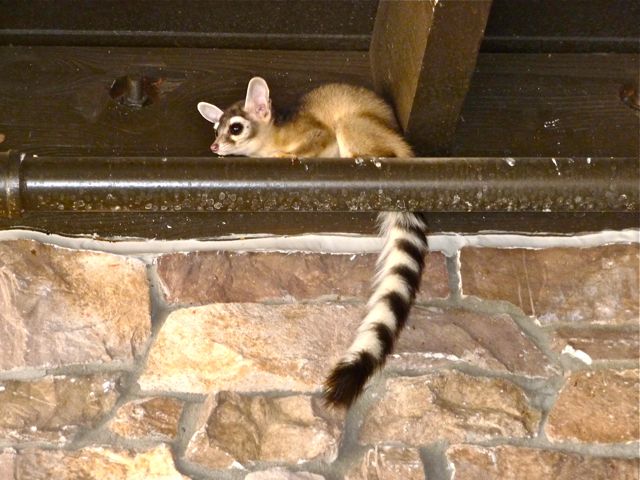 ringtail